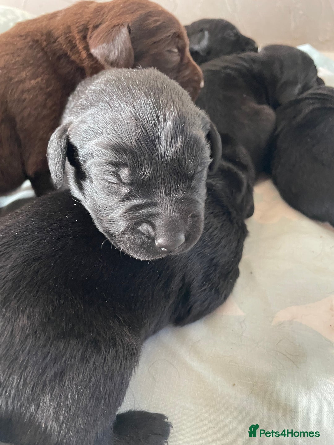 Labrador Retriever dogs for sale: Adorable Labrador puppies - Image 3