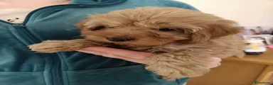 Cockapoo 3