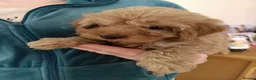 Cockapoo dogs for sale: Beautiful F1 Toy Cockapoo Puppies  - Advert 25