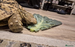 Tortoise reptiles for sale: Leopard Tortoise - Image 6