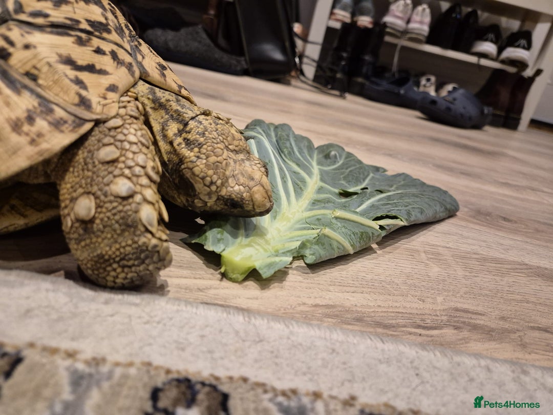 Tortoise reptiles for sale: Leopard Tortoise - Image 6