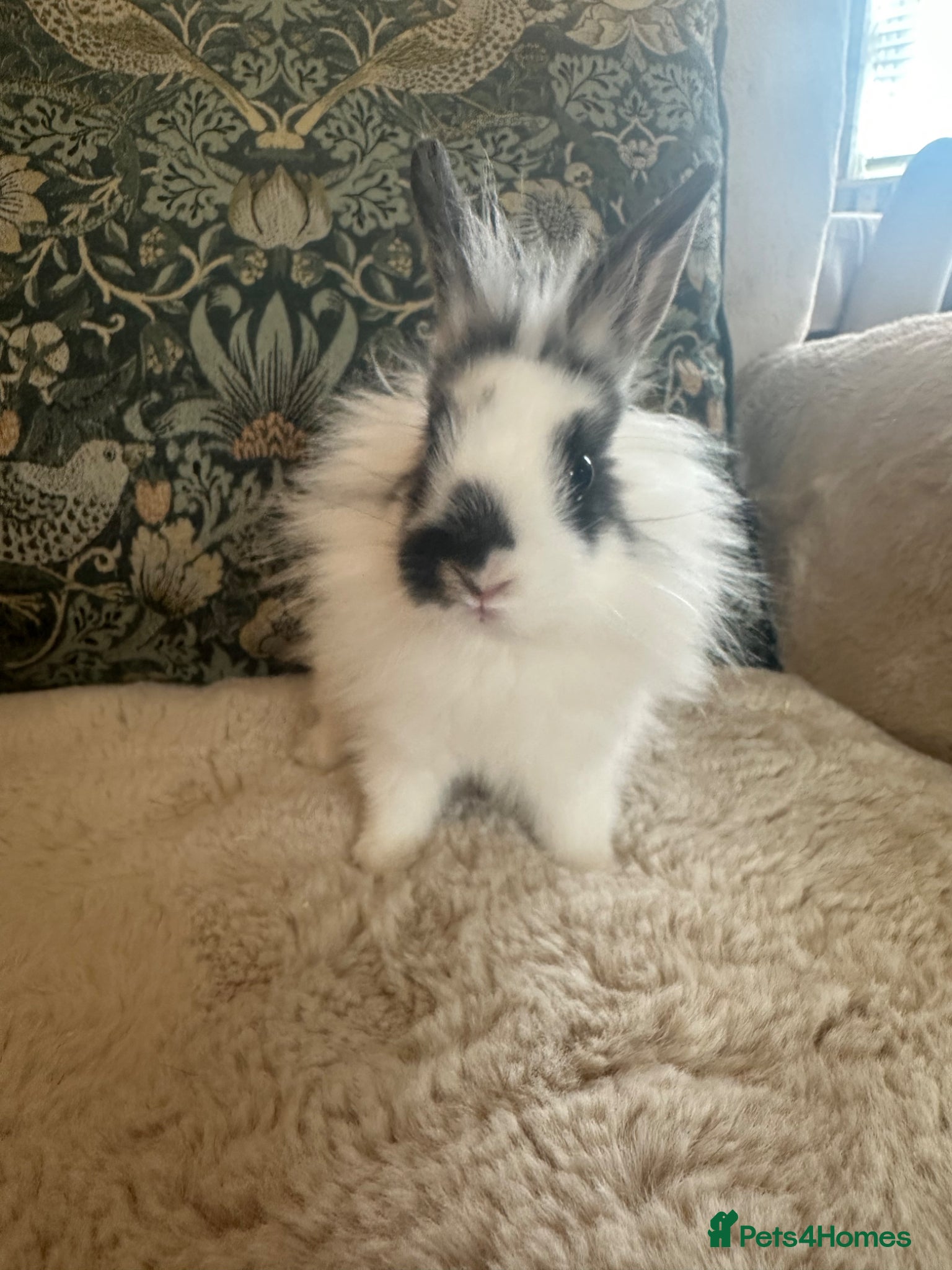 Mixed Breed rabbits Dwarf Lionhead Bunnies - Advert 2