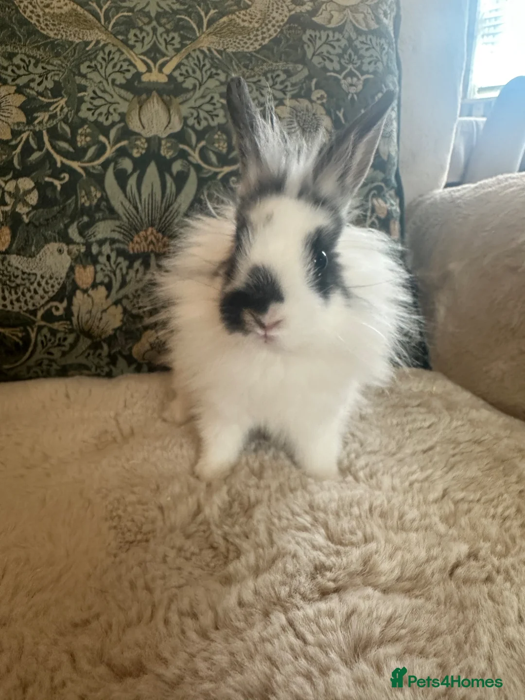 Mixed Breed rabbits for sale: Dwarf Lionhead Bunnies in Spalding - Advert 2