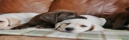Labrador Retriever dogs for sale: Stunning Health Tested Labrador Puppies - Advert 15