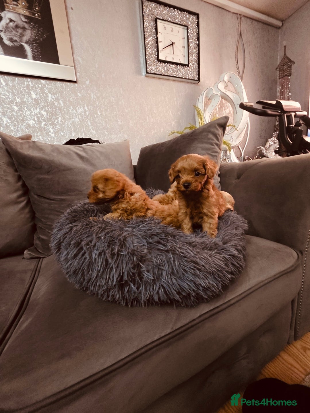 Maltipoo dogs for sale: Maltipoo tiny babies  - Image 7