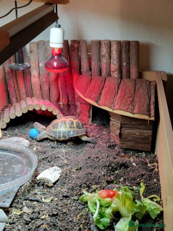 Tortoise reptiles Horsefield tortoise - Advert 2