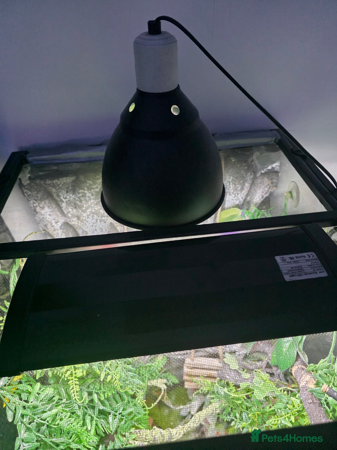 Gecko reptiles for sale: 45x45x90 Exo Terra Terrarium with 2 Crested Geckos - Advert 10