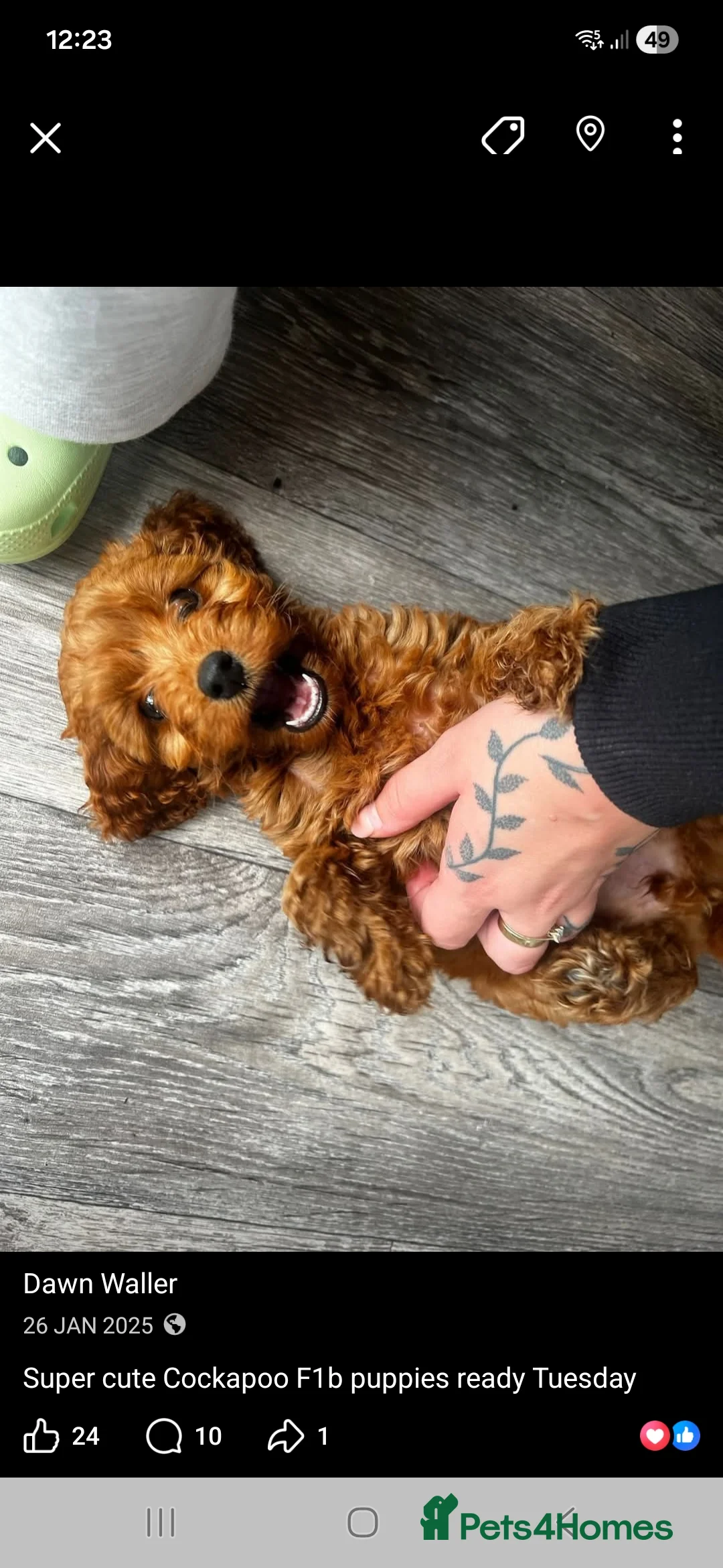 Cockapoo dogs for sale: Stunning Fox Red Cockapoo  - Advert 3