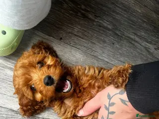 Cockapoo dogs Stunning Fox Red Cockapoo - Advert 1