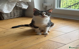 Bengal cats for sale: Adorable mixed breed kittens - Image 8