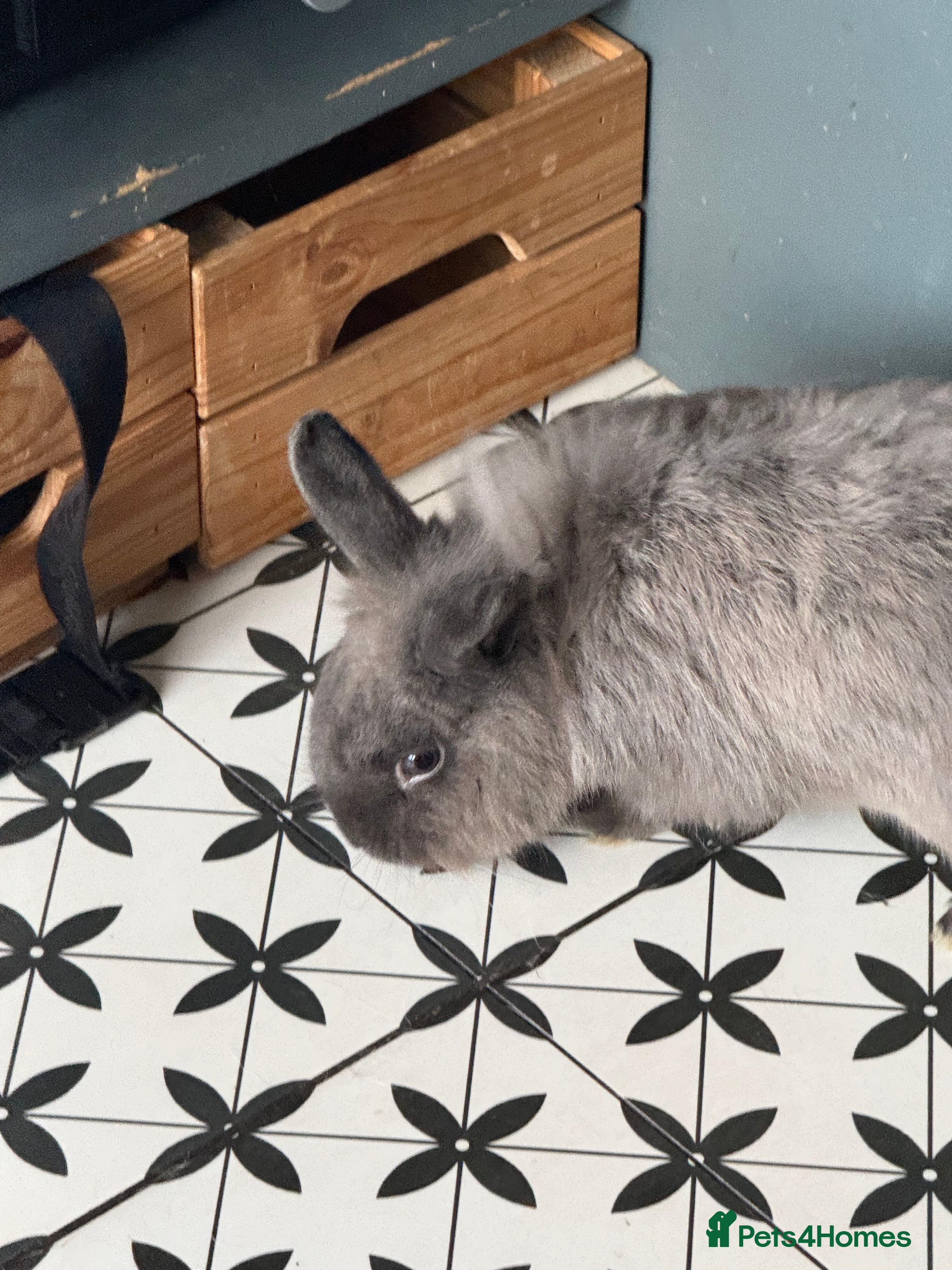 Lionhead rabbits Male Rabbit  - Advert 9