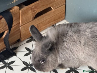 Lionhead rabbits Male Rabbit - Advert 19