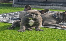 French Bulldog dogs for sale: Beautiful blue frenchie  - Image 5