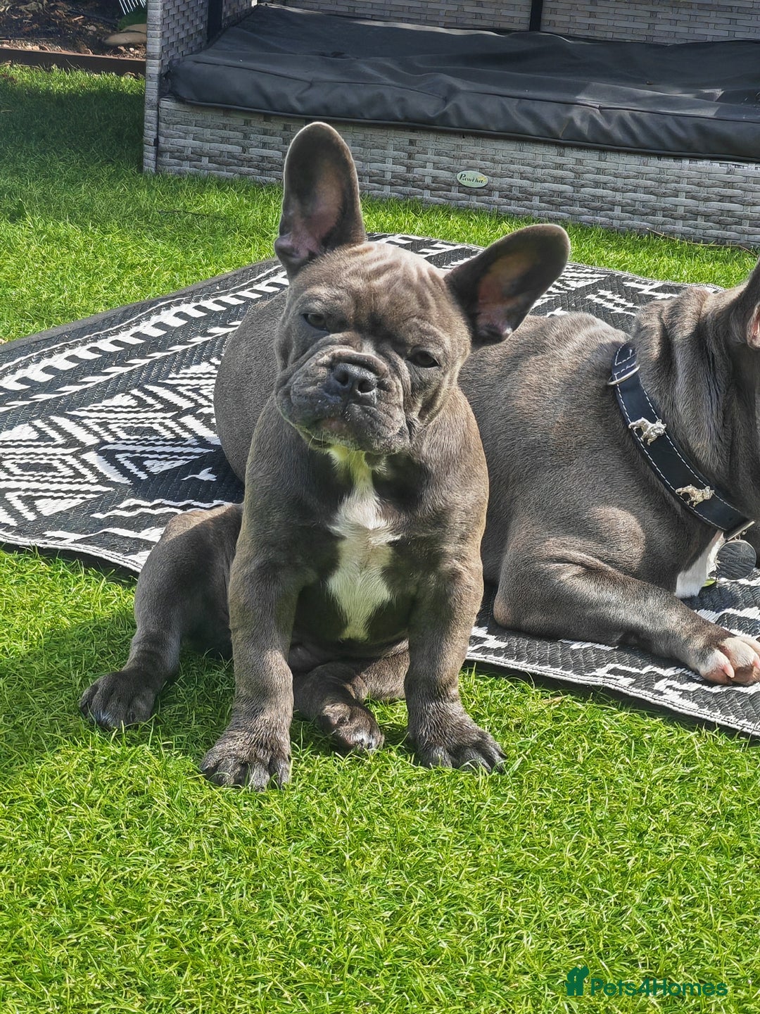 French Bulldog dogs for sale: Beautiful blue frenchie  - Image 5