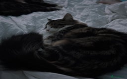 Mixed Breed cats for sale: Kitten - Image 1