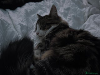 Mixed Breed cats - Advert 4