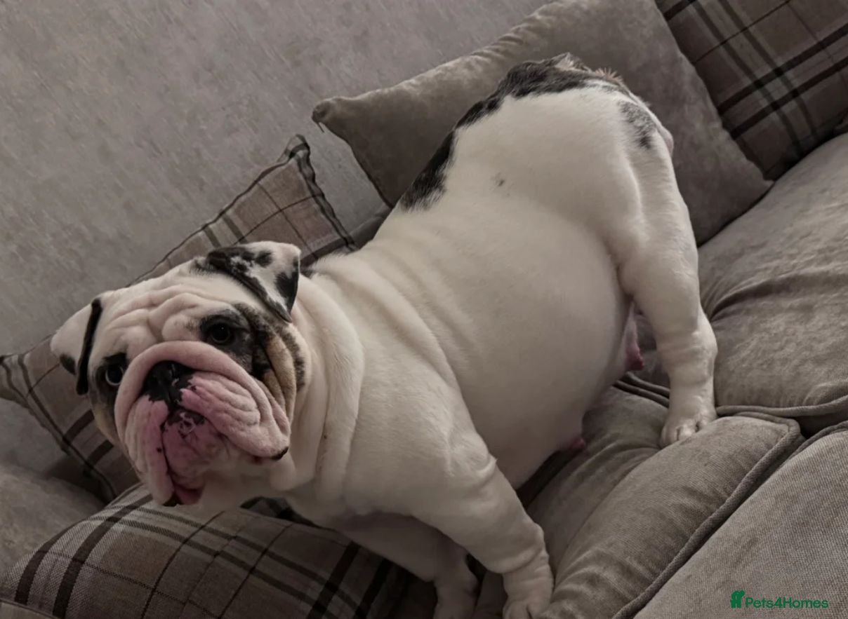 French Bulldog dogs Adorable English Bulldog Puppies - Advert 7