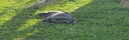 Cane Corso dogs for sale: Absolutely stunning Cane Corso’s  - Advert 31