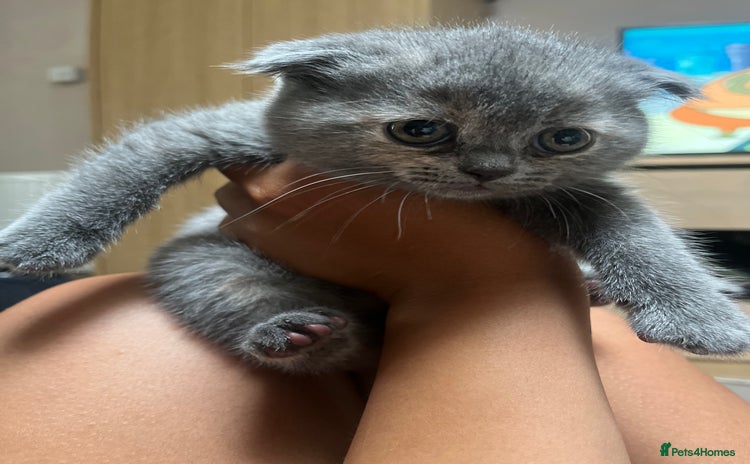 Scottish Fold cats - Advert 1