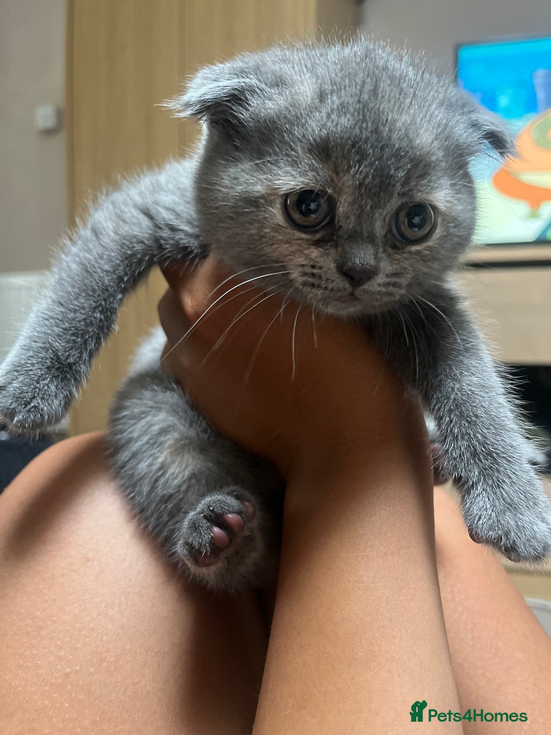 Scottish Fold cats for sale: Adorable Scottish Fold x British Shorthair Kitten - Image 1
