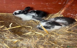 English Lop rabbits for sale: Beautiful bunnies in Pontefract - Image 26