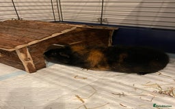 Guinea Pig rodents for sale: Male guinea pig - Image 5