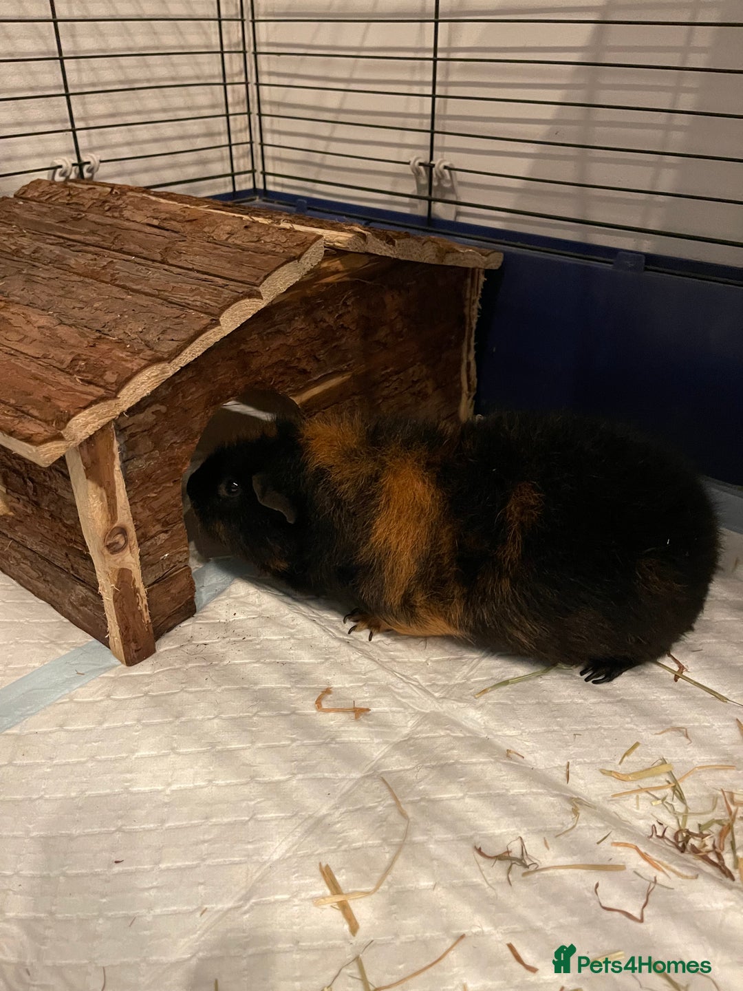 Guinea Pig rodents for sale: Male guinea pig - Image 5