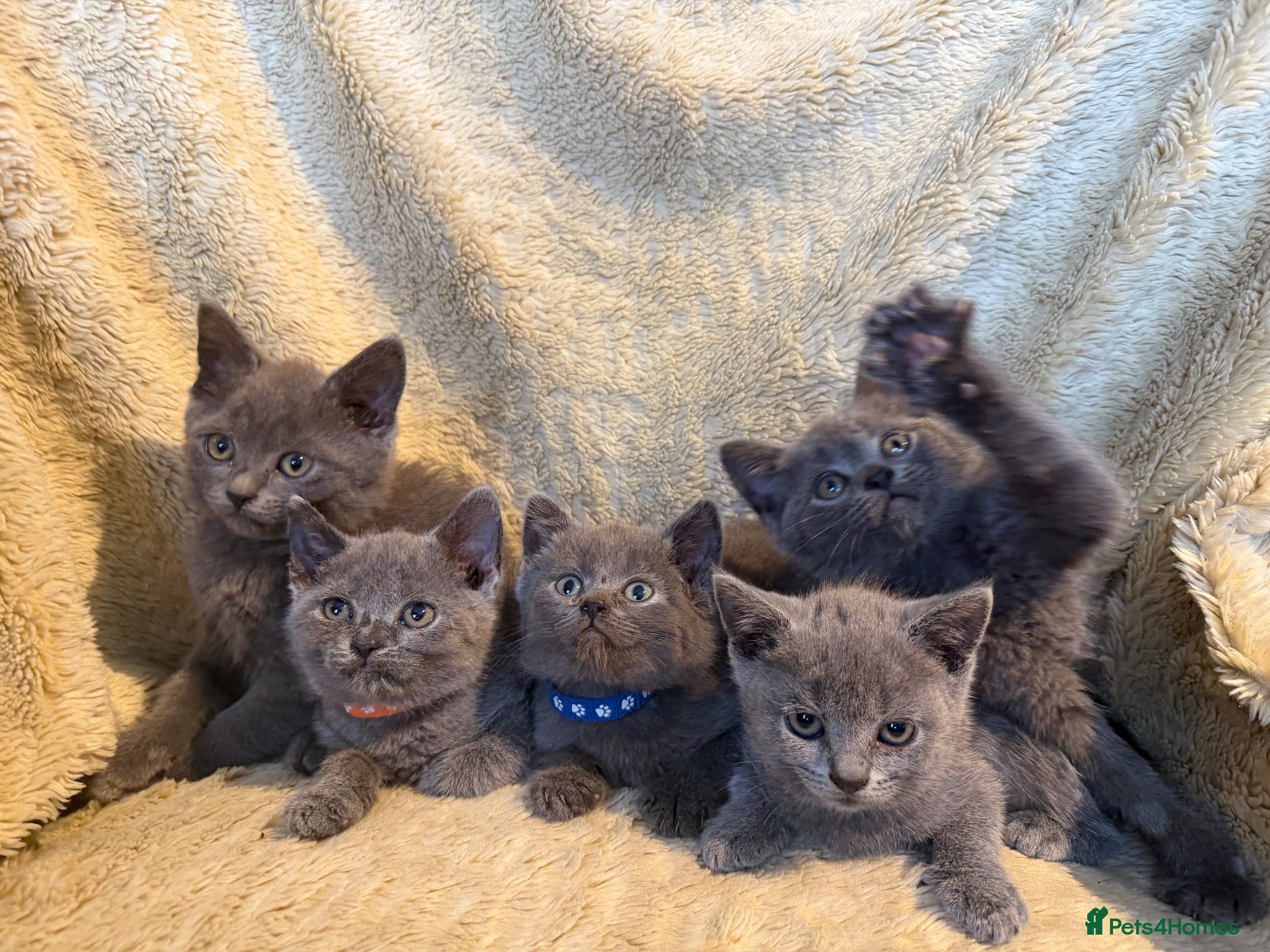 British Shorthair cats British Shorthair kittens various colours  - Advert 2
