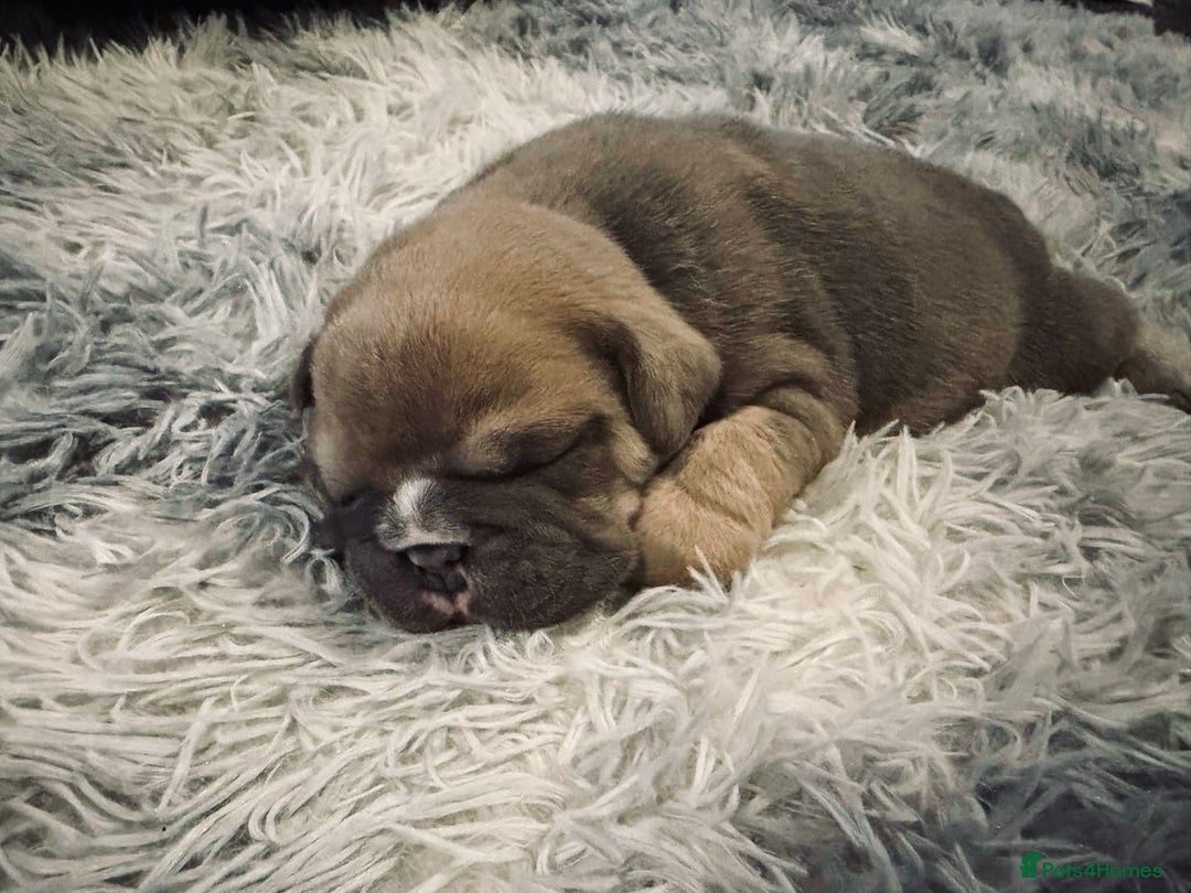 Mixed Breed dogs for sale: 3/4 English bulldog x 1/4 French bulldog - Advert 6