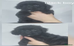 Cockapoo dogs for sale: READY NOWToy f1b cockapoo  - Image 9