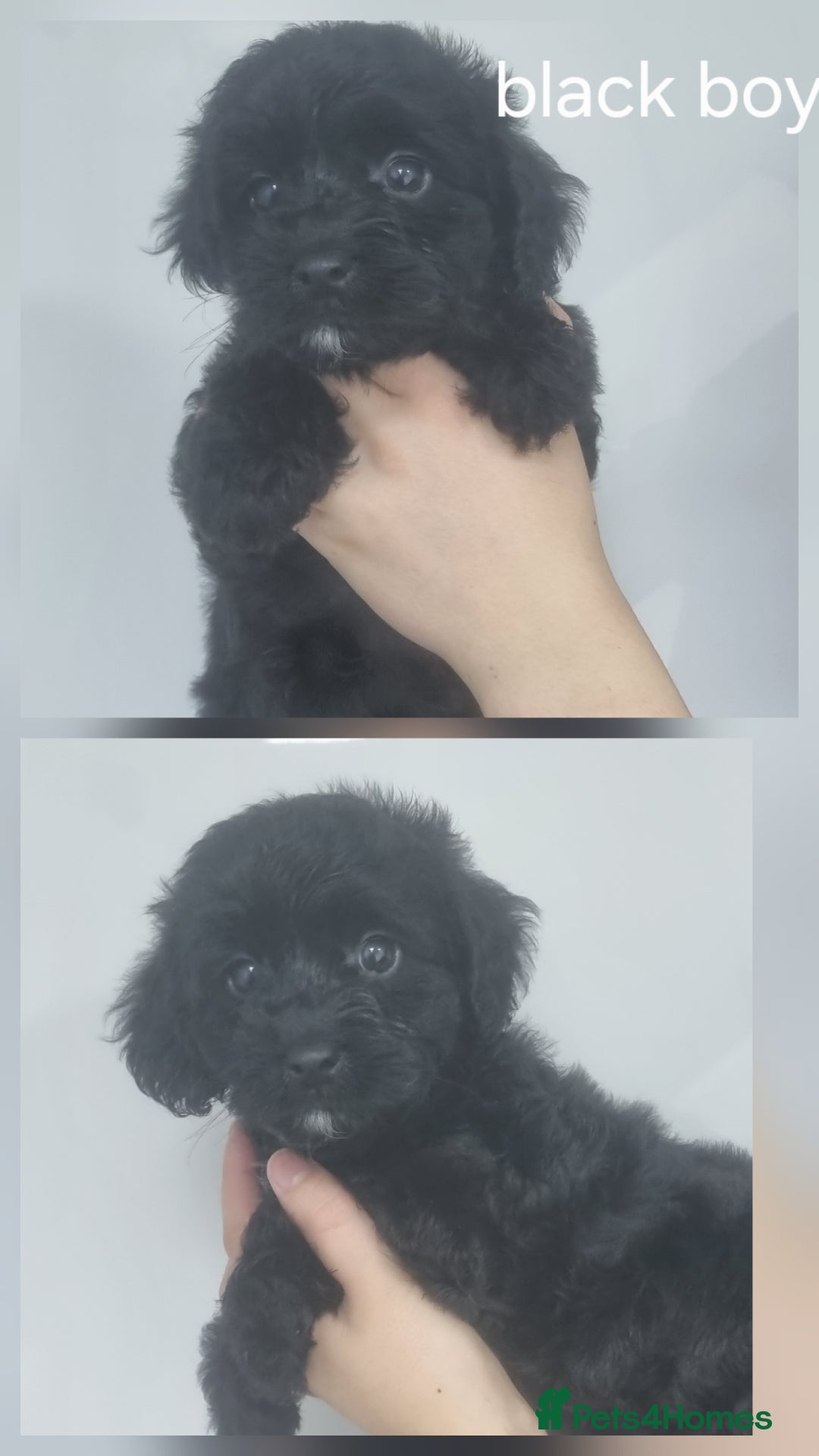 Cockapoo dogs for sale: READY NOWToy f1b cockapoo  - Image 9