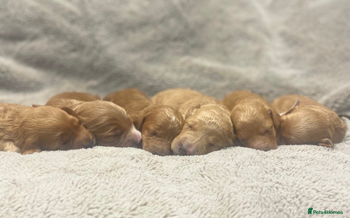 Cockapoo dogs Beautiful Cockapoo puppies near London - Advert 1