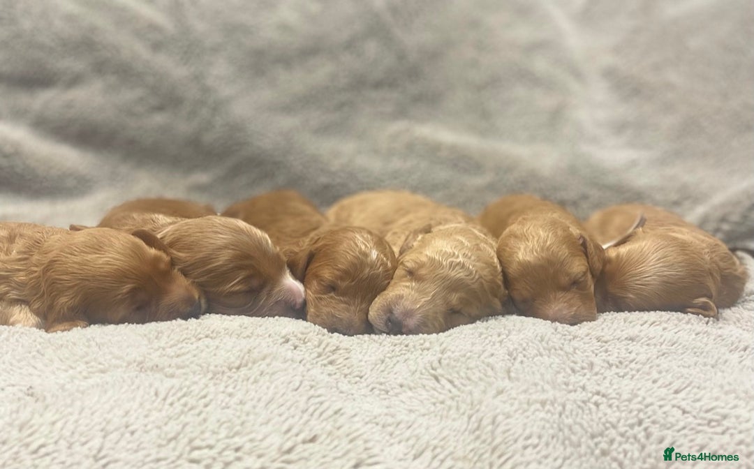 Cockapoo dogs for sale: Beautiful Cockapoo puppies near London - Advert 1