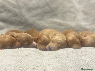 Cockapoo dogs Beautiful Cockapoo puppies near London - Advert 13