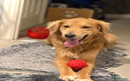 Mixed Breed dogs for adoption: Sweet Nathan Is looking for Love  - Image 39