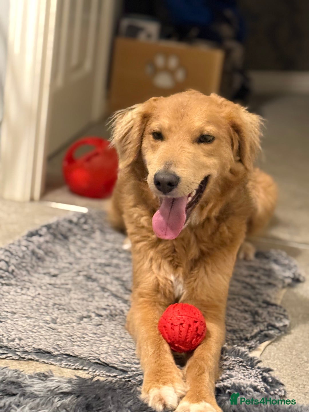 Mixed Breed dogs for adoption: Sweet Nathan Is looking for Love  - Image 39