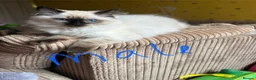 Ragdoll cats for sale: 4 pure Ragdoll kittens✨FREE ESSENTIAL STARTER PACK - Advert 13