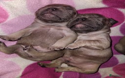 French Bulldog dogs for sale: French bulldog puppies - Image 4
