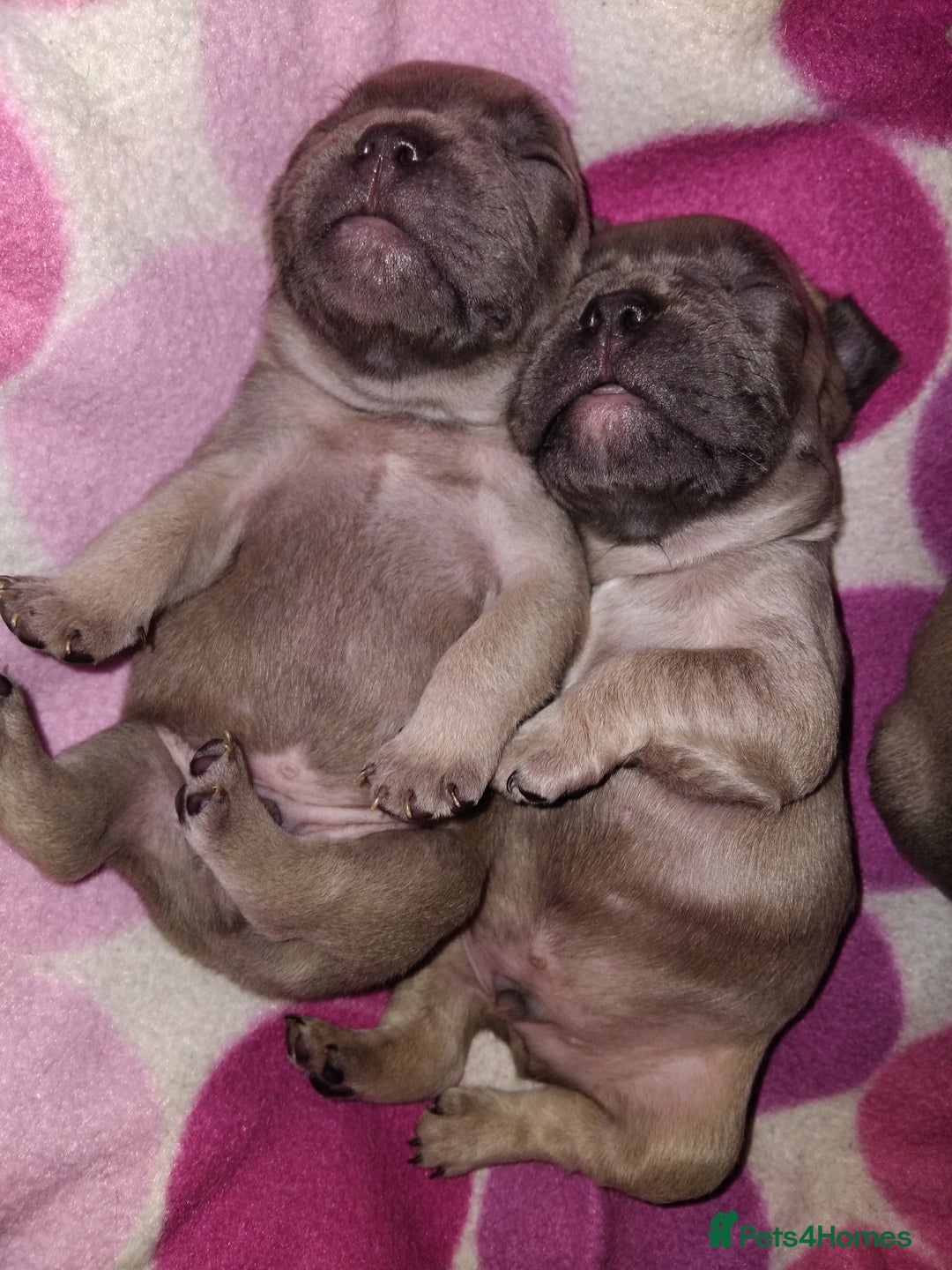 French Bulldog dogs for sale: French bulldog puppies - Image 4