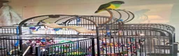 Parrots birds for sale: Female lass who wants a man to love her in Moreton-in-Marsh - Advert 6
