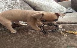 Chihuahua dogs for sale: Chihuahua for sale  - Image 1