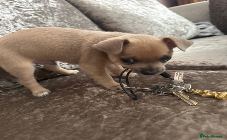 Chihuahua dogs - Advert 2