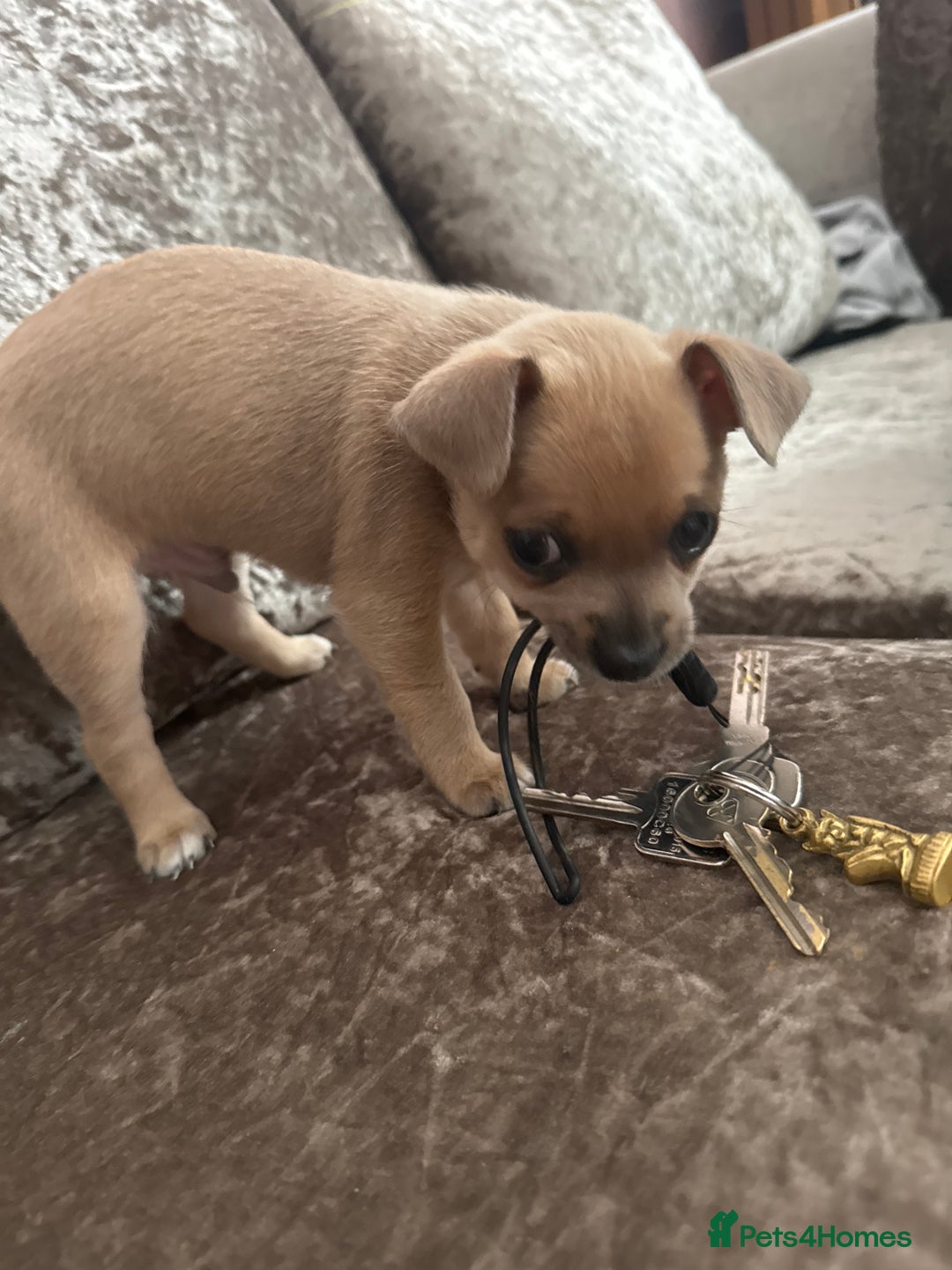 Chihuahua dogs for sale: Chihuahua for sale  - Image 1