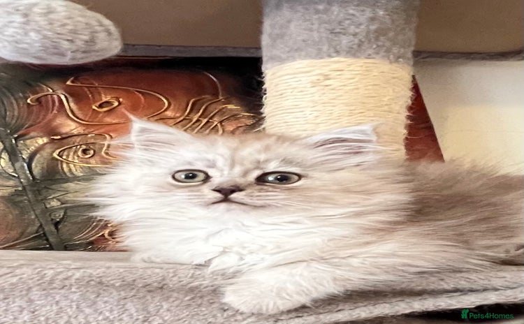 Persian cats - Advert 1