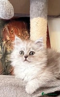 Persian cats - Advert 7