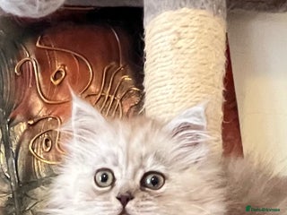 Persian cats - Advert 1