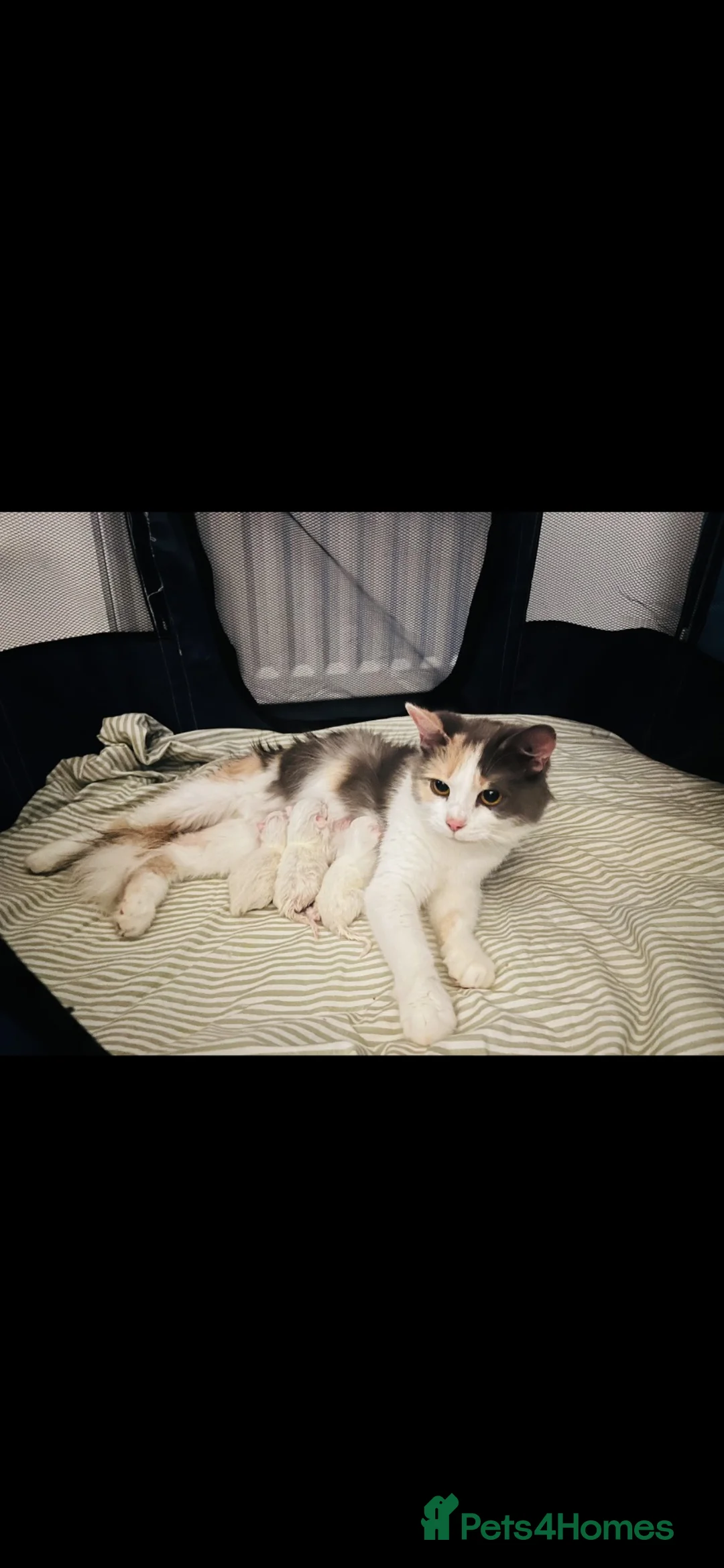 Persian cats for sale: Persian cross Angora kittens r in London - Advert 2