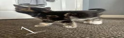 Mixed Breed cats for sale: Beautiful Bengal Cross Kittens - Advert 10