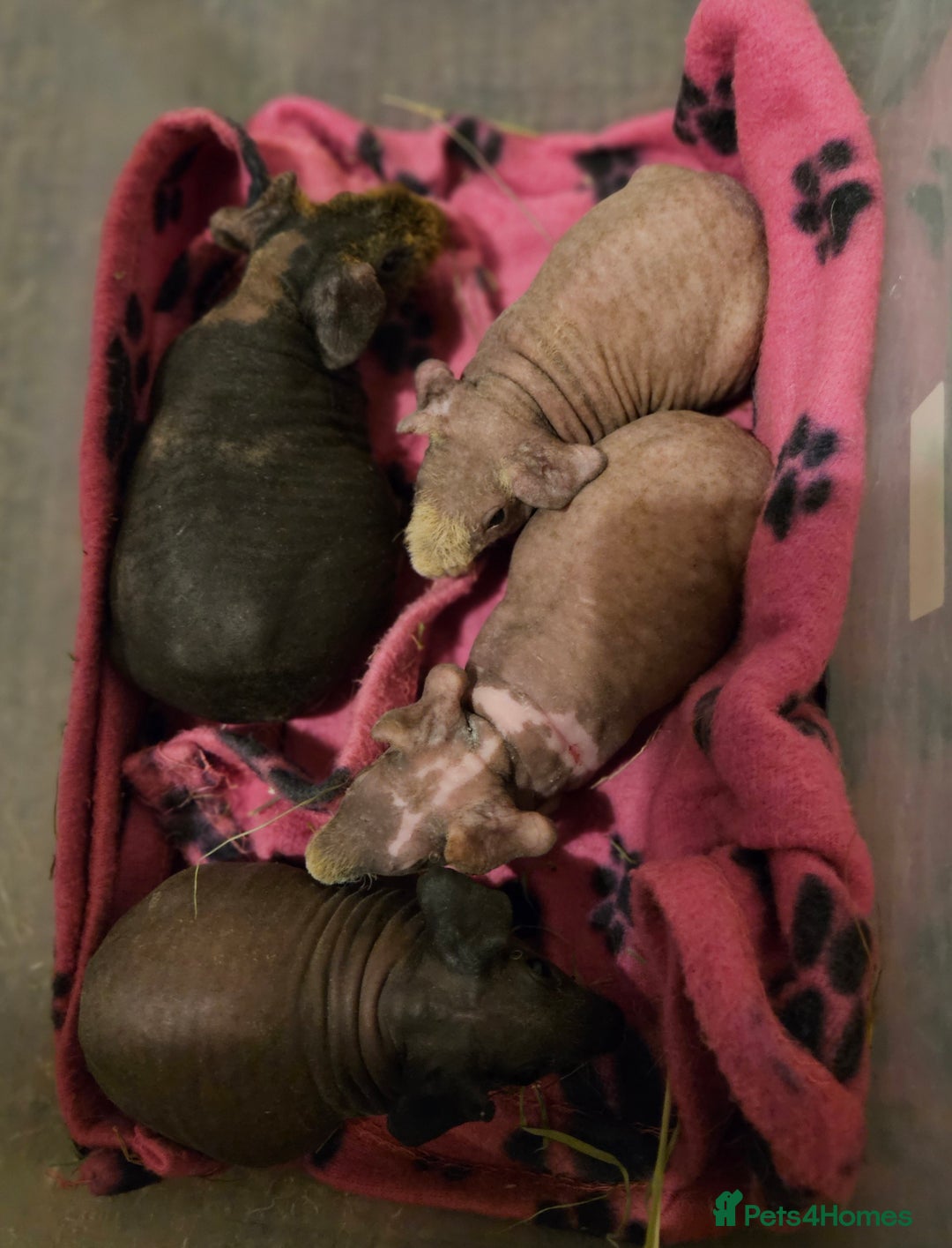 Guinea Pig rodents for sale: Skinnys Werewolfs & Lakelands Available Ready Now - Image 15