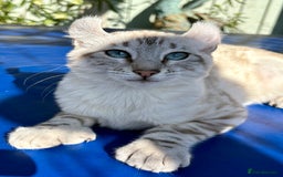 Keetso cats for sale: Breath taking polydactyl curled eared girl  - Image 19
